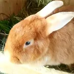 Konradenhaeusle * Titisee-Neustadt