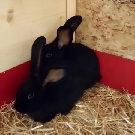 Konradenhaeusle Apartment Titisee-Neustadt